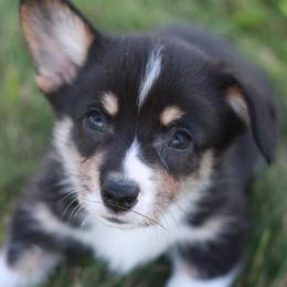 Pembroke Welsh Corgi Puppies from Edgewood Farm