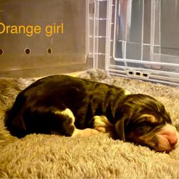 Orange girl - Tri-colored female Treeing Walker Coonhound puppy in Lovelady, Texas from 3 Color Kennel
