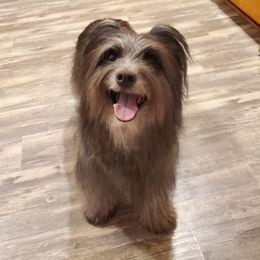 Echo - Pyrenean Shepherd