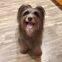 Echo - Pyrenean Shepherd