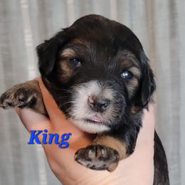 King (Blue Collar) - Sable male Goldendoodle puppy in Scurry, Texas from 07 Seven Oaks Goldens and Doodles