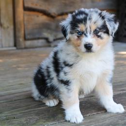 Leo Seebold - Blue merle male Australian Shepherd puppy in Statesville, North Carolina from Charming Australian Shepherds