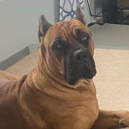 Low Down Loretta - Cane Corso