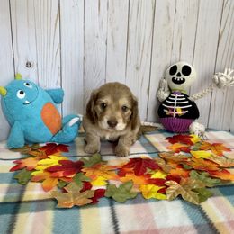 Dachshund Puppies from Warricks Wild Weenies