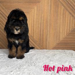 Hot Pink Girl - Phantom female Bernedoodle puppy in Modesto, California from Two Doods Doodles