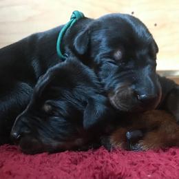 Doberman Pinschers from Agnes's Doberman Pinschers