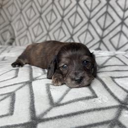 4000, Silky Wire, Cream Brindle Girl 3, Pet Only - Cream female Dachshund puppy in Pauls Valley, Oklahoma from Simply Happy Dachshunds