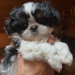 Geronimo - Black and white male Shih Tzu puppy in Nekoosa, Wisconsin from Brox Acres House of Fur LLC