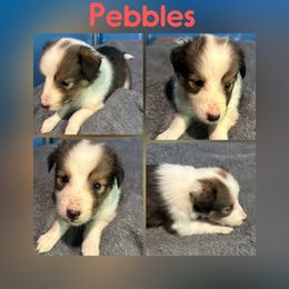 Pebbles - Sable and white female Shetland Sheepdog puppy in Pensacola, Florida from Nancy Barger's Siberian Huskies