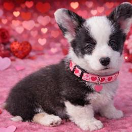 Nutmeg - Brindle and white female Cardigan Welsh Corgi puppy in Kerens, West Virginia from Leather & Lace