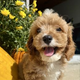 Cavapoo - Apricot male Cavapoo puppy in Bloomfield, Iowa from Schooley Doodles