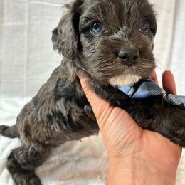 Luigi - Merle male Cockapoo puppy in Adrian, Oregon from ApplebyFarm
