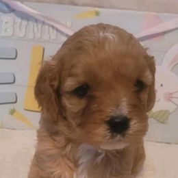 Cavapoo Puppies from Curly Q Cavapoos