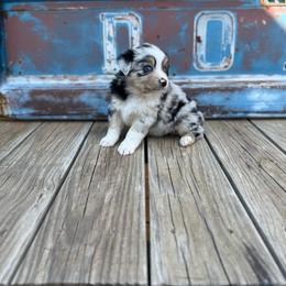 Girl 1 - Blue merle female Miniature Australian Shepherd puppy in Ellsworth, Kansas from Flying H Mini Aussies