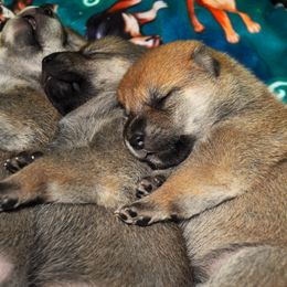 Shiba Inu Puppies from Tobitatsu Shiba Inu