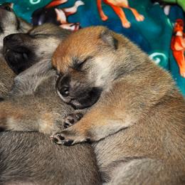 Shiba Inu Puppies from Tobitatsu Shiba Inu