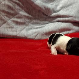 Coton de Tulear Puppies from Marilyn Edwards