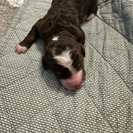 Chocolate Tri - Tri-color male Bernedoodle puppy in Holt, Missouri from Mindys Doodles