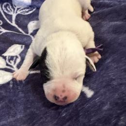 Flurry - White and black female Dalmatian puppy in Travelers Rest, South Carolina from Cotton Top