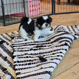 Cora - Black and white female Shih Tzu puppy in Mountain Grove, Missouri from Precious Puppies