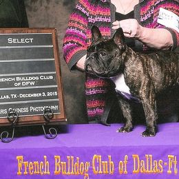 French Bulldogs from Kennel Concharty