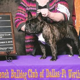 French Bulldogs from Kennel Concharty