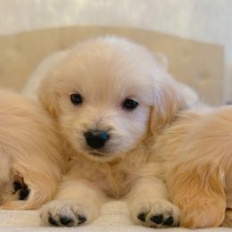 Golden Retriever Puppies from Goldens of Hope