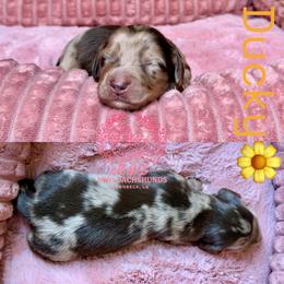 Ducky - Dapple female Dachshund puppy in Hornbeck, Louisiana from A&Z Mini Dachshunds