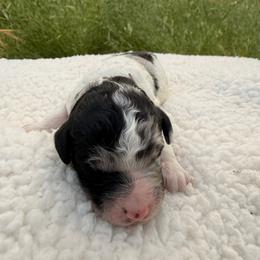 Sage - Phantom male Goldendoodle puppy in Redding, California from O’Hara  Doodles