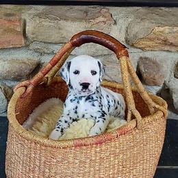 Dalmatian and Shih Tzu Puppies from Mountain Pass Barn