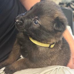Yellow Collar Male - Michael - Fawn sable male Belgian Malinois puppy in Boise, Idaho from Wings of Freedom Retrievers and Malinois