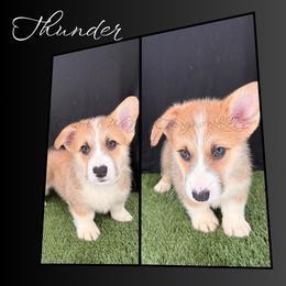 Thunder - Red male Pembroke Welsh Corgi puppy in Kiowa, Colorado from Cool Water Corgis LLC