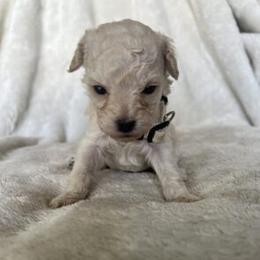 Poodle Puppies from J'Adore Doodles