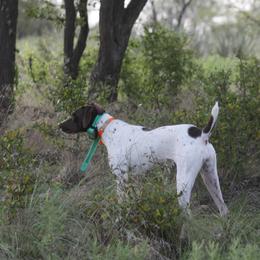 German Shorthaired Pointer and Vizsla All Grown Up from Big Country Kennels