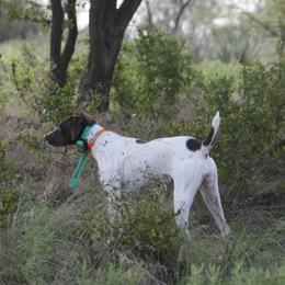 German Shorthaired Pointer and Vizsla All Grown Up from Big Country Kennels