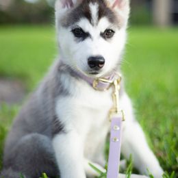 Siberian Husky Puppies from Hargaden Huskies