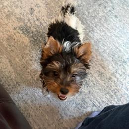 Prada awaits her forever family - Black tan and white female Biewer Terrier puppy in Lebanon, Oregon from SD99Biewers