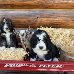 Bernedoodle Puppies from HooDoodles