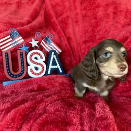 'Alfie' Chocolate and Cream Boy - Chocolate and cream male Dachshund puppy in Fontana, California from Oscar Meyer’s Weenies