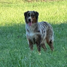 Galaxy - Australian Shepherd