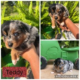 Australian Shepherds from B&M Kennels