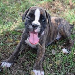 Mav - Brindle male Boxer puppy in Humboldt, Nebraska from Keims Royal Boxers