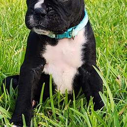 Boxer Puppies from Amanda Edwards