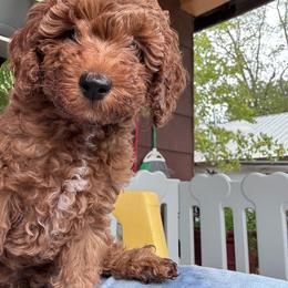 Seabreeze - Red  female Poodle puppy in Seminole, Oklahoma from TruPoodles, Oklahoma AKC Mini poodles