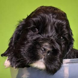 Lupin - Black male Cocker Spaniel puppy in Crossville, Tennessee from Timber Sunrise Cockers