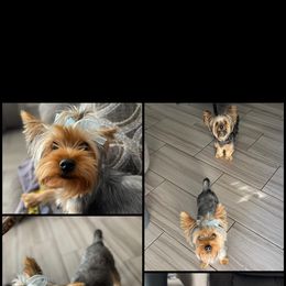 Yorkshire Terrier All Grown Up from Yorkie Queen Kennels