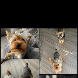 Yorkshire Terrier All Grown Up from Yorkie Queen Kennels