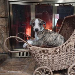 Arianna - Red brindle female Whippet puppy in New Port Richey, Florida from Trezlar Whippets