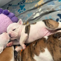 Rachel - Violet - Fawn brindle and white female Bulldog puppy in Krum, Texas from K & K Little Blessings