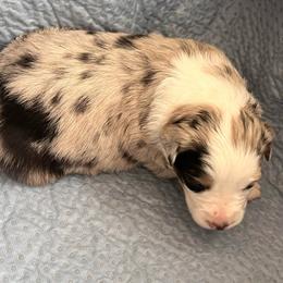 Blue Merle girl - Blue merle female Australian Shepherd puppy in Lebanon, Oregon from Mt. Hope Aussies